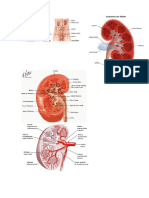 Tema 1 Riñón y Orina