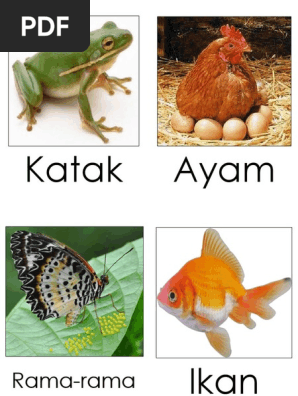 Download 530 Gambar Gajah Bertelur Paling Baru HD