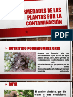 Enfermedades de Las Plantas Por La Contaminación