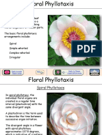 Flower Phyl Lot Axis