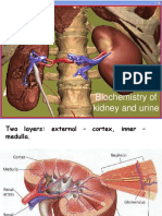 Kidney Functions and Urine Formation