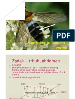 Morfologija Kukaca - Zadak PDF