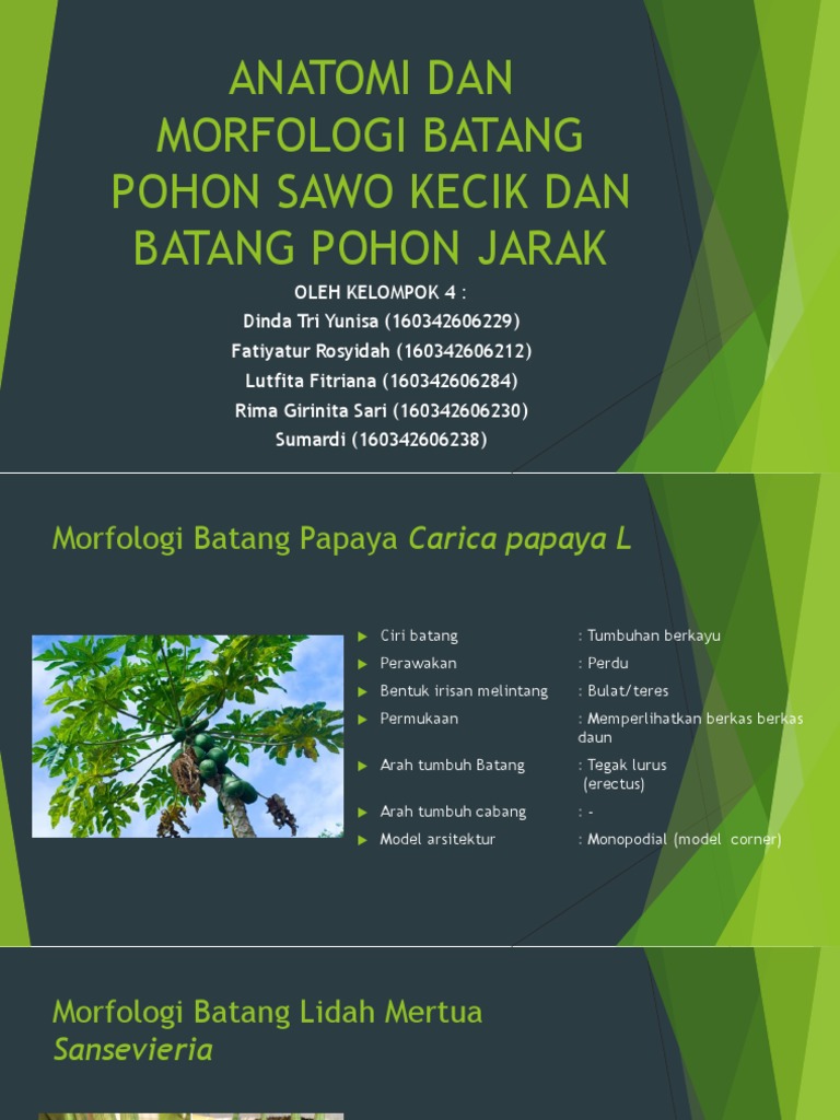Ppt Morfologi Dan Anatomi Batang