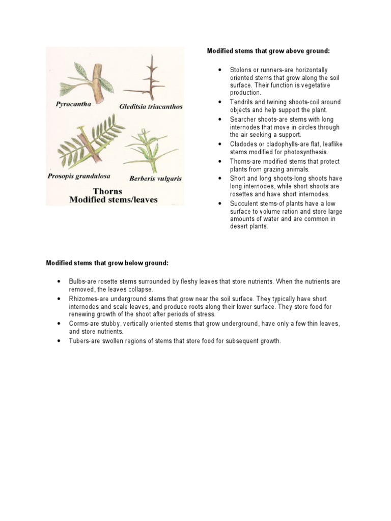 Modified Stems That Grow Above Ground PDF Plant Stem Plant Morphology
