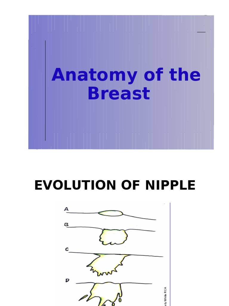 Anatomy of The Breast (Breastfeeding) PDF Nipple Breastfeeding