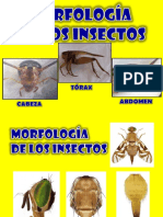 Morfología de Insectos