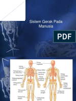 Sistem Gerak Pada Manusia