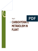 Lipid Dan Karbohidrat Tumbuhan [Compatibility Mode]