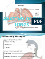 Anatomy of The Lungs-Report Vet