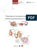 Observação de Preparações Definitivas de Gónadas Catarina