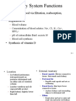 Urinary System Functions: - Filtering of Blood Via Filtration, Reabsorption, Secretion. - Regulation of