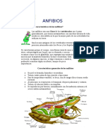 ANFIBIOS-Especialidad Desarrollada.doc