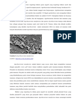 Agrobacterium Tumefaciens