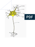 Neuron A