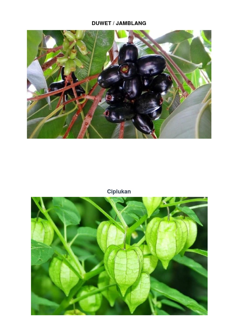 Gambar Flora Dan Fauna Indonesia Gambar Flora Dan Fauna Indonesia