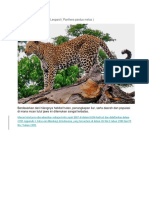 Macan Tutul Jawa Atau Leopard (Panthera Pardus Melas)