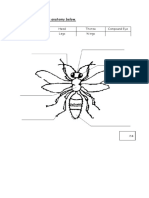 A. Complete Insects Anatomy Below.: Abdomen Head Thorax Compound Eye Antenna Legs Wings