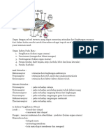 RESPIRASI Alat Pernafasan Pada Ikan