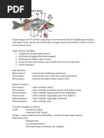 RESPIRASI Alat Pernafasan Pada Ikan RESPIRASI Alat Pernafasan Pada Ikan