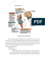 Anatomi Sistem Saraf