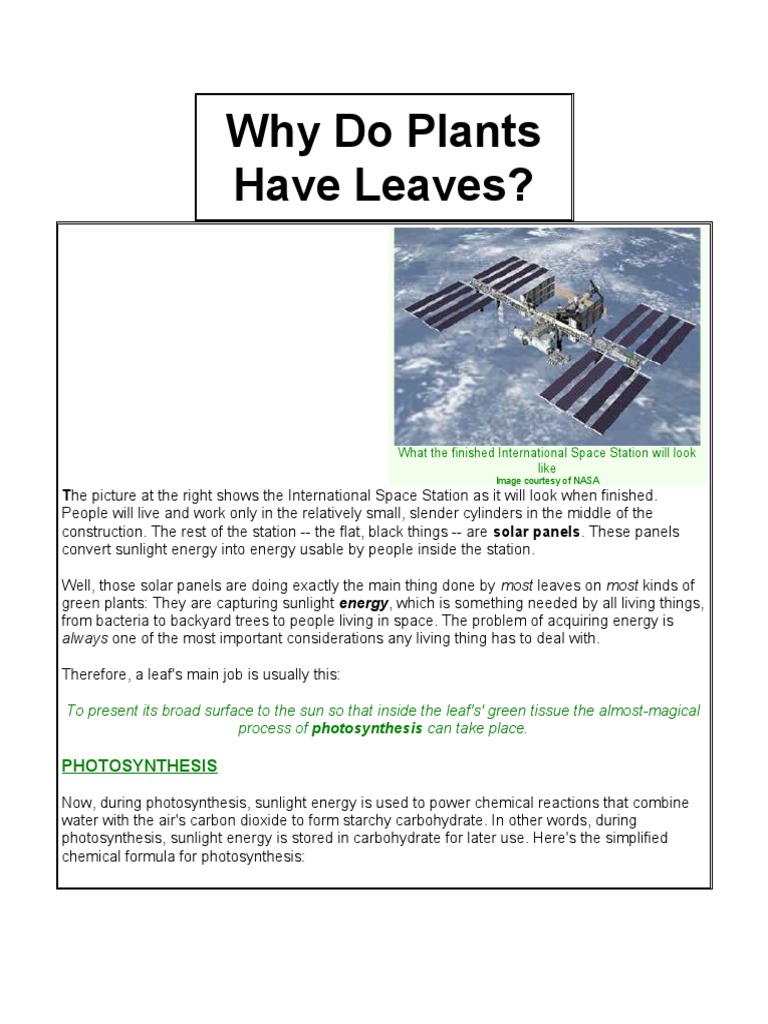 Why Do Plants PDF Photosynthesis Chloroplast