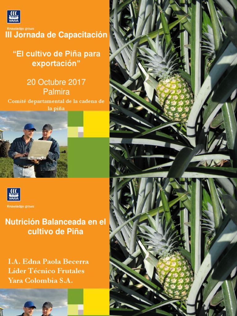III Ciclo de Conferencias de La Piña. Nutrición Optima Del Cultivo ...