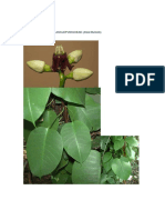 Parquetina nigrescens and Drypetes deplanchei plant profiles