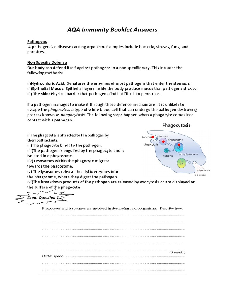 AQA Immunity Booklet Answers PDF Antibody Antigen