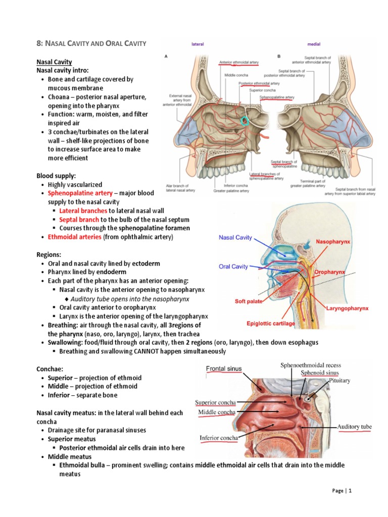 Nasal Cavity And Oral Cavity Outline Tongue Primate Anatomy