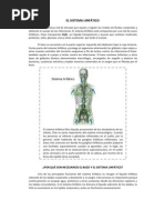 Sistema Linfático