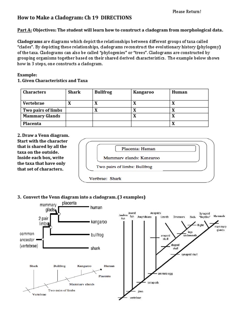 Worksheets Cladogram Worksheet Answers cladogram ch 19 part a phylogenetic tree clade