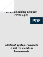 Bone Remodeling & Repair Pathologies