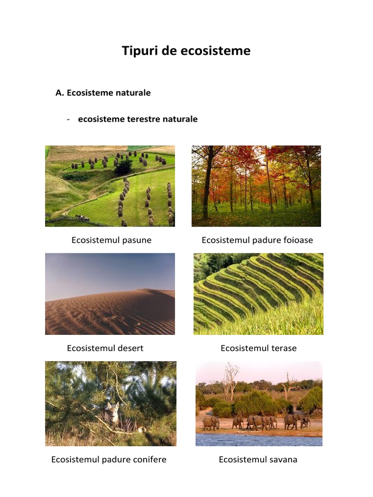 Tipuri de Ecosisteme  PDF