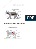 Reproductive System of Male Cat