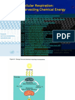 Cellular Respiration Harvesting Chemical Energy.ppt