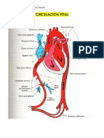 Circulacion Fetal