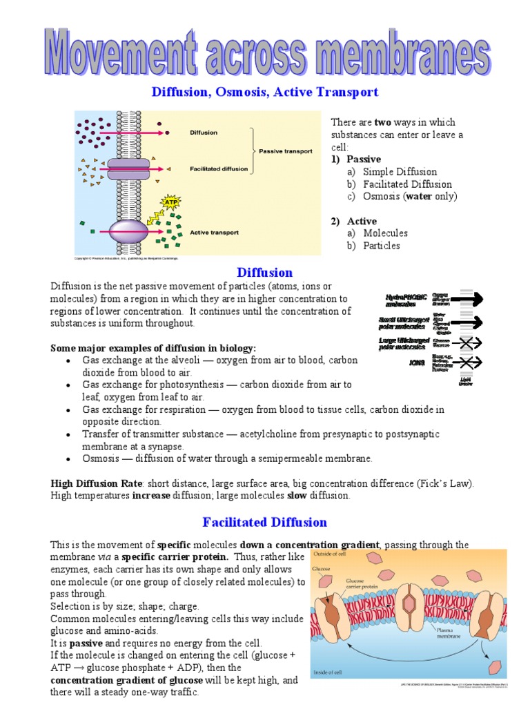 Diffusion Revision Osmosis Diffusion