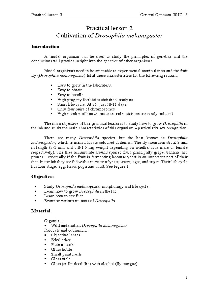 Drosophila Melanogaster Cultivation Guide | PDF | Drosophila ...
