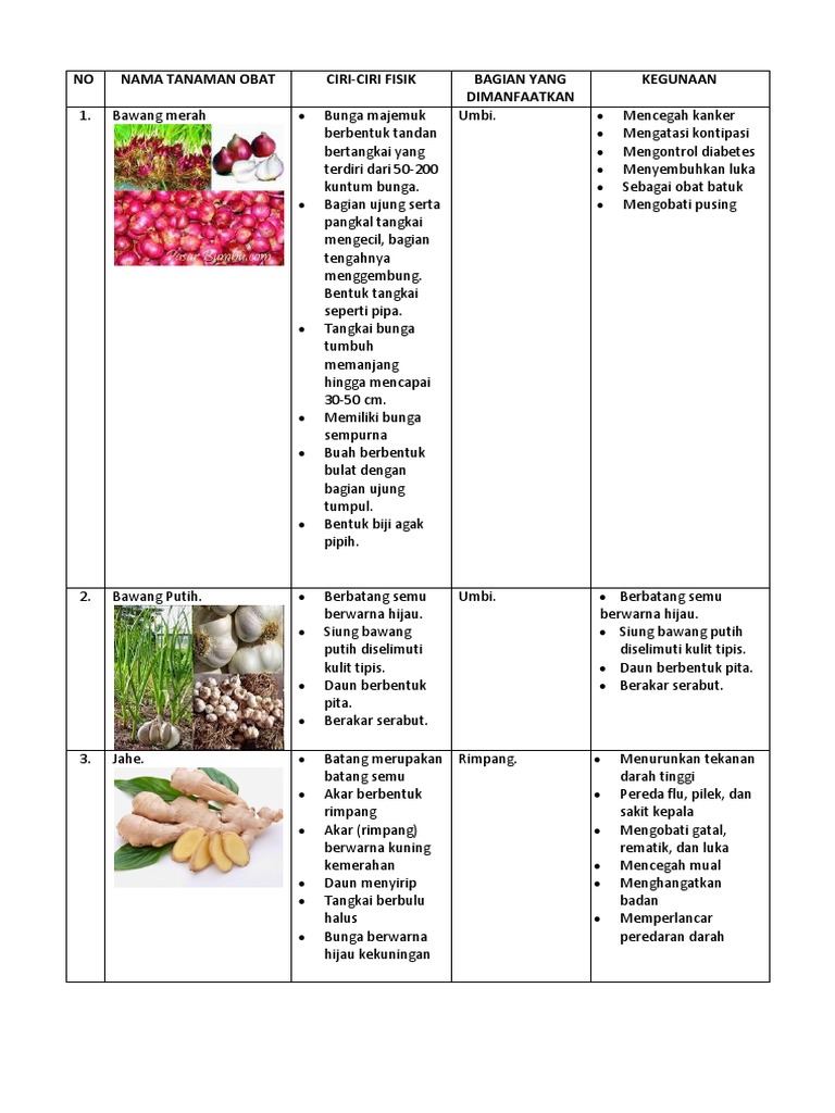 Nama Tanaman Obat Ciri Ciri Fisik Bagian Yang Dimanfaatkan Kegunaan Info Kece