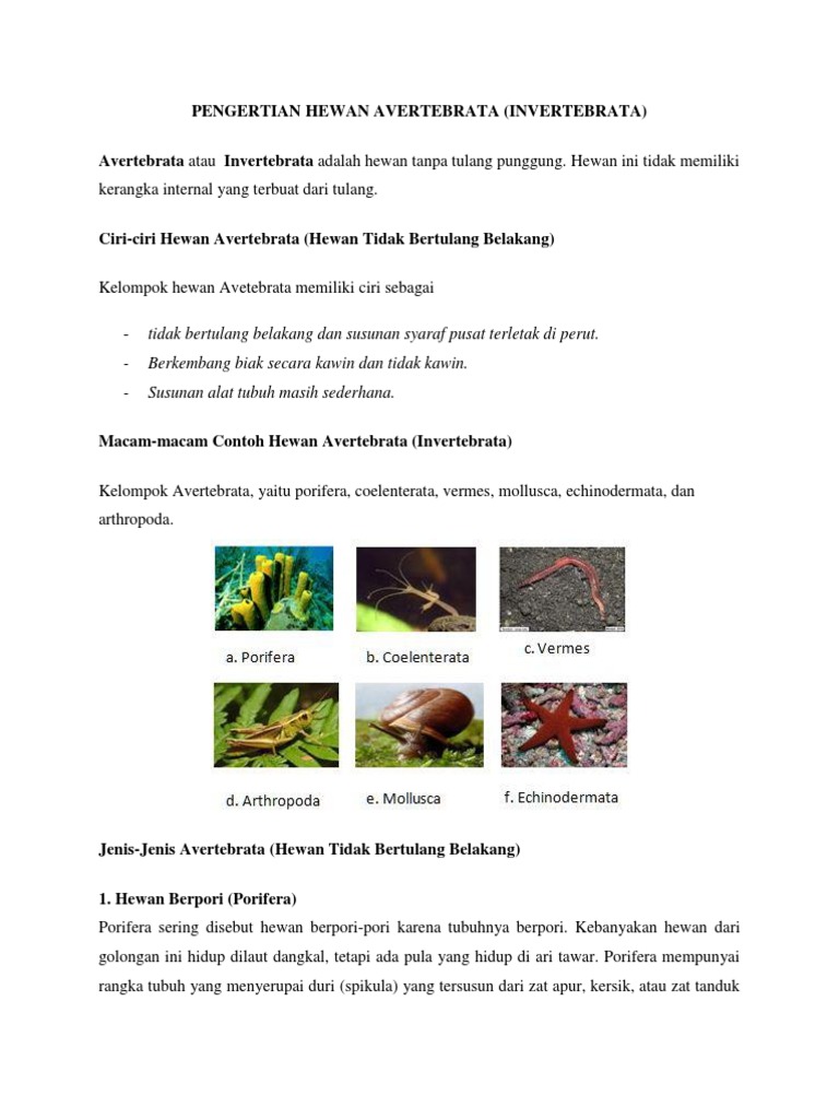 Pengertian Hewan Avertebrata