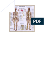 Central Nervous System and Peripheral