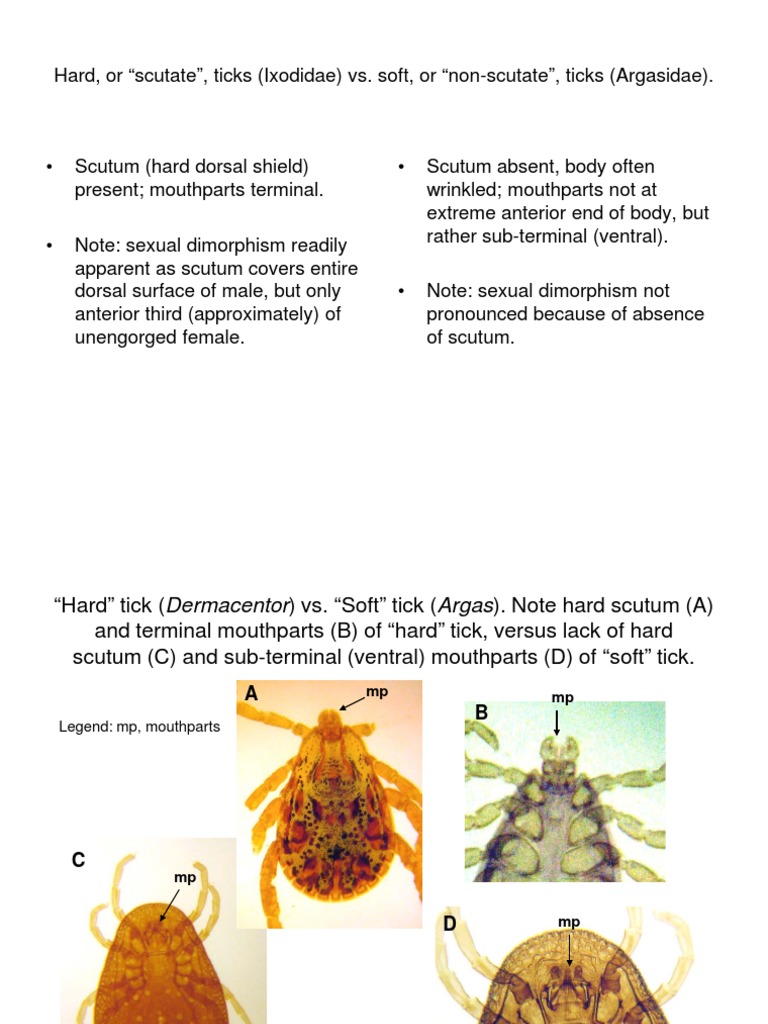 Hard Vs Soft Ticks | PDF | Art | Young Adult