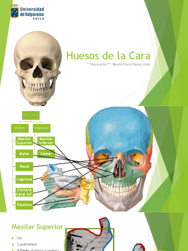 Anatomía Huesos de La Cara Skeletal System Human Head And Neck