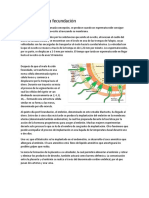 El Proceso de La Fecundación