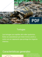 Tortugas (1)