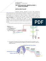 9 Morfologia Hoja