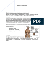 Sistema Endocrino