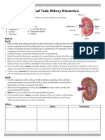 Kidney Dissection Practical Sheet