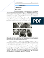 Segmentacion_Gastrulacion_Vertebrados_Gilbert.pdf