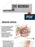 Arterias y nervios del miembro superior: anatomía y recorrido
